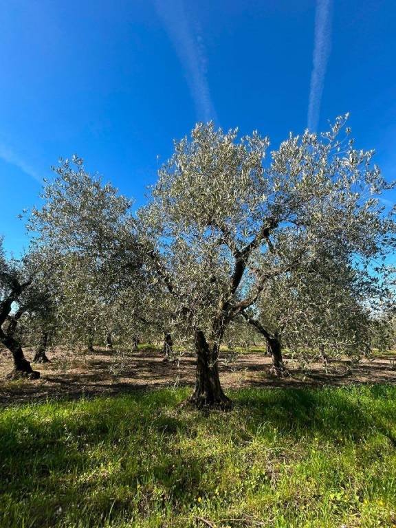 terreno agricolo in vendita a Torremaggiore