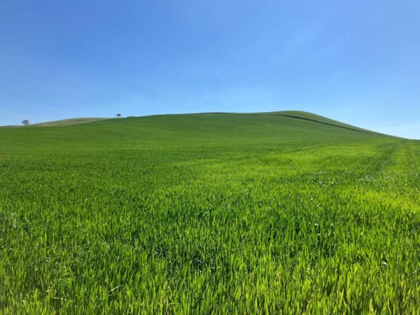 terreno agricolo in vendita a Torremaggiore