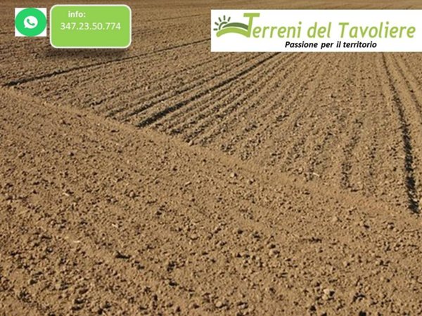 terreno agricolo in vendita a Torremaggiore