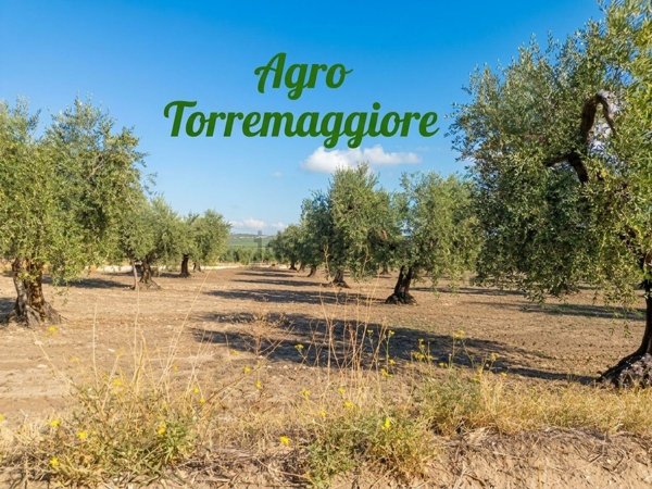 terreno in vendita a Torremaggiore