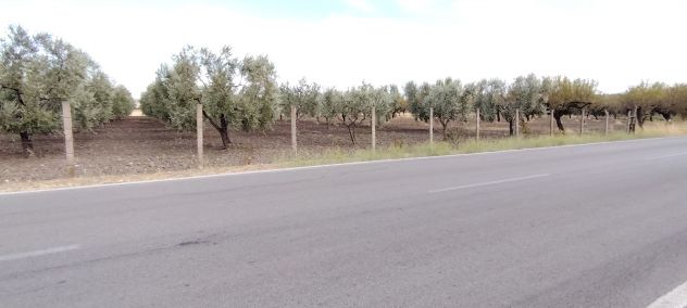 terreno agricolo in vendita a Troia