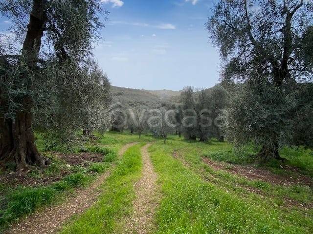 terreno agricolo in vendita a Vico del Gargano in zona San Menaio