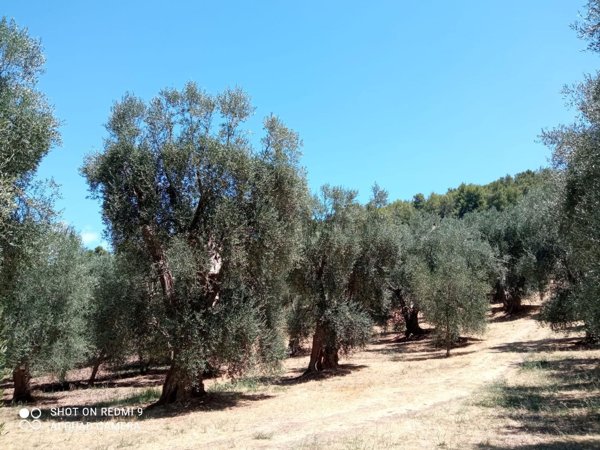 terreno agricolo in vendita a Vico del Gargano