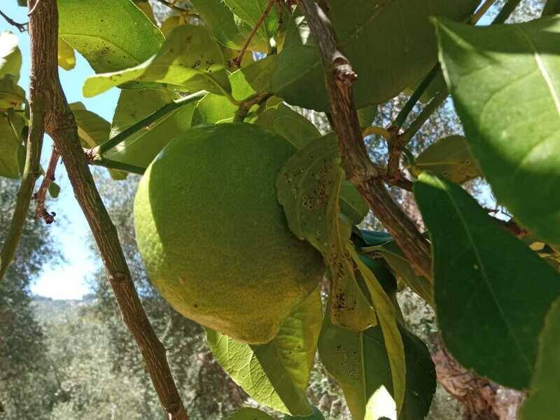 terreno agricolo in vendita a Vico del Gargano