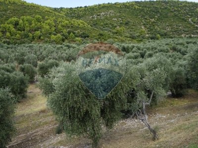terreno agricolo in vendita a Vieste
