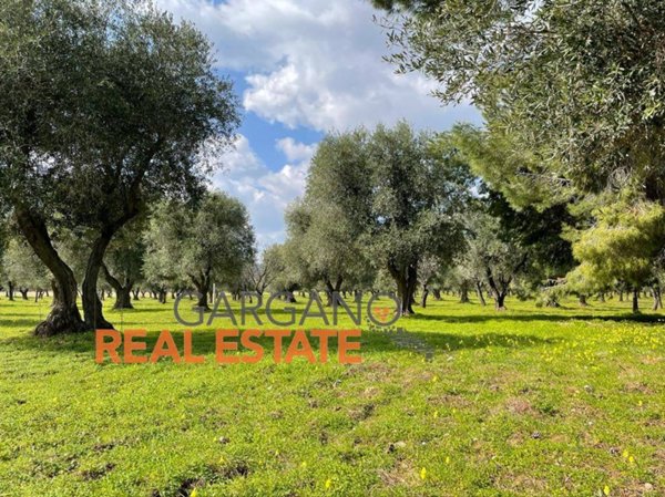 terreno agricolo in vendita a Vieste