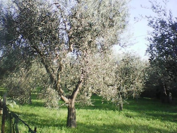 terreno agricolo in vendita a Vieste