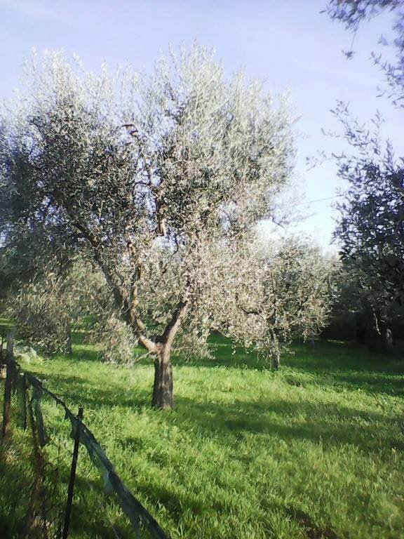 terreno agricolo in vendita a Vieste