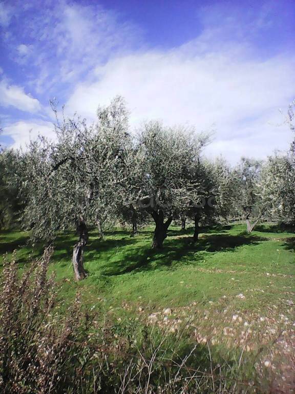terreno agricolo in vendita a Vieste in zona Pugnochiuso