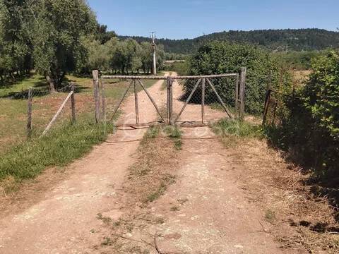 terreno agricolo in vendita a Vieste in zona Pugnochiuso