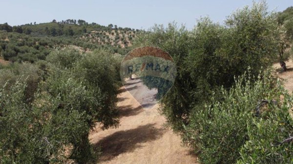 terreno agricolo in vendita a Vieste in zona Pugnochiuso