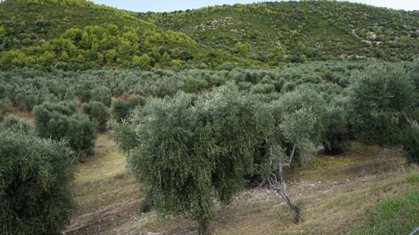 terreno agricolo in vendita a Vieste in zona Pugnochiuso
