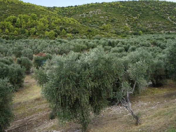 terreno agricolo in vendita a Vieste in zona Pugnochiuso