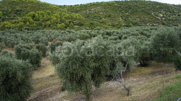terreno agricolo in vendita a Vieste in zona Pugnochiuso