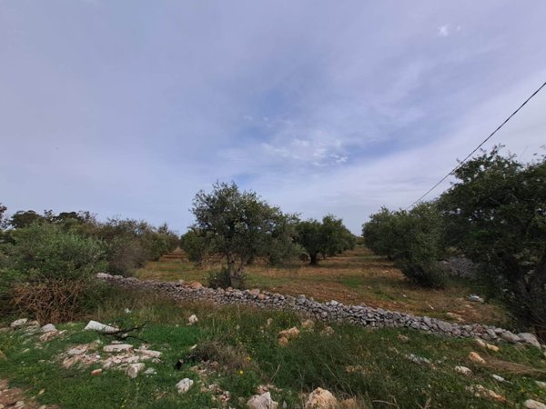 terreno agricolo in vendita ad Acquaviva delle Fonti