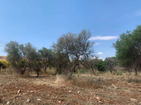 terreno agricolo in vendita ad Acquaviva delle Fonti
