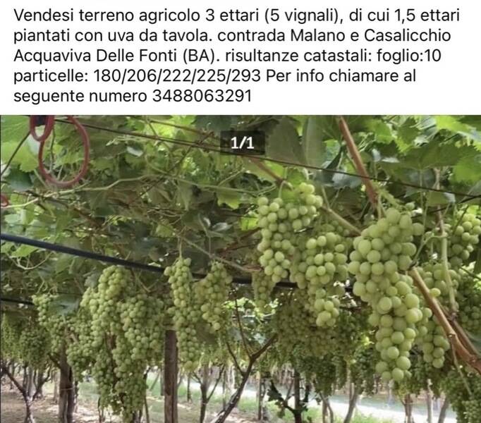 terreno agricolo in vendita ad Acquaviva delle Fonti