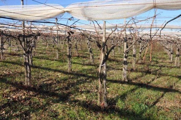 terreno agricolo in vendita ad Acquaviva delle Fonti in zona Salentino