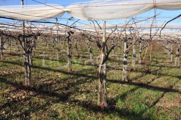 terreno agricolo in vendita ad Acquaviva delle Fonti in zona Salentino