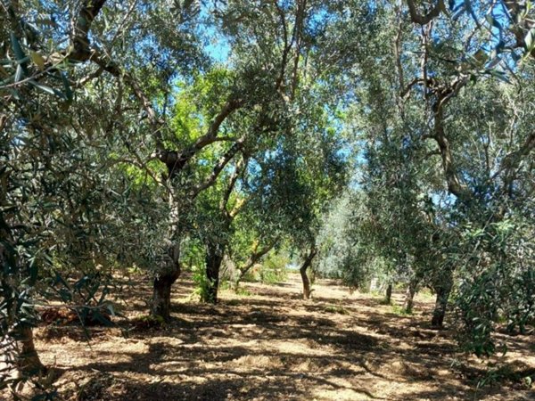 terreno agricolo in vendita ad Adelfia
