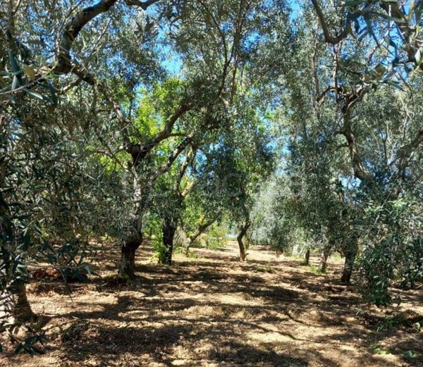 terreno agricolo in vendita ad Adelfia