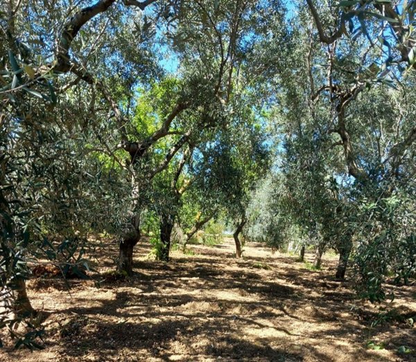terreno agricolo in vendita ad Adelfia in zona Canneto