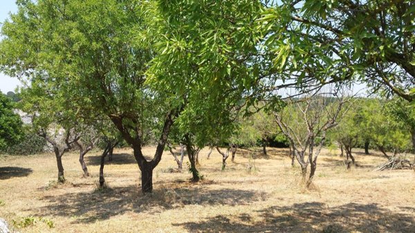 esavano in vendita ad Alberobello