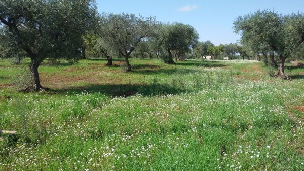 terreno agricolo in vendita ad Alberobello