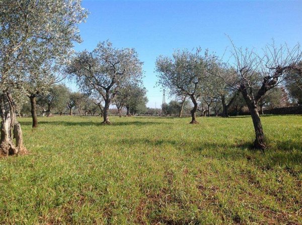 terreno agricolo in vendita ad Alberobello
