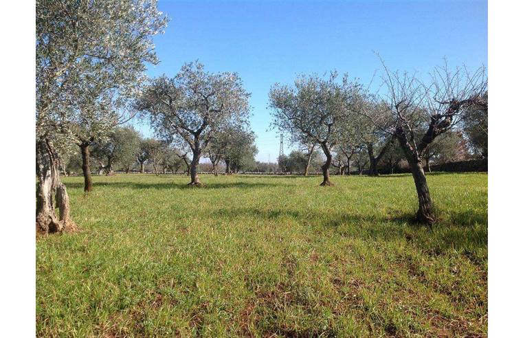 terreno agricolo in vendita ad Alberobello in zona San Leonardo
