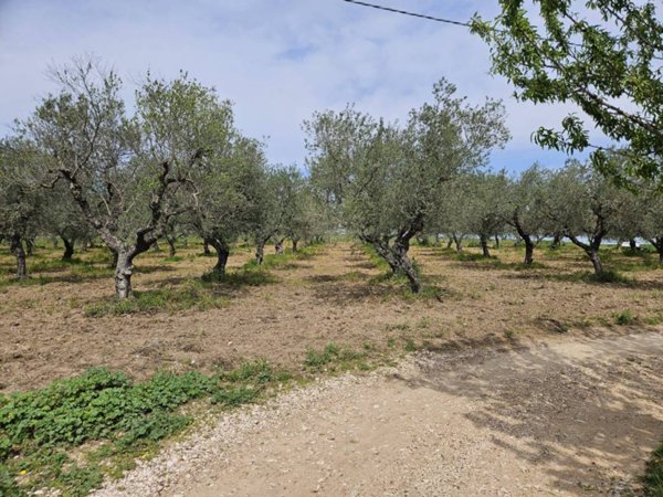 terreno agricolo in vendita ad Altamura