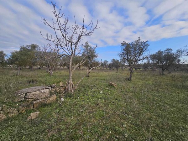 terreno agricolo in vendita ad Altamura in zona Centro Storico