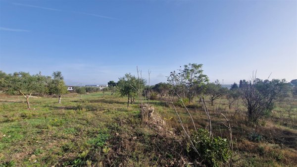 terreno agricolo in vendita ad Altamura