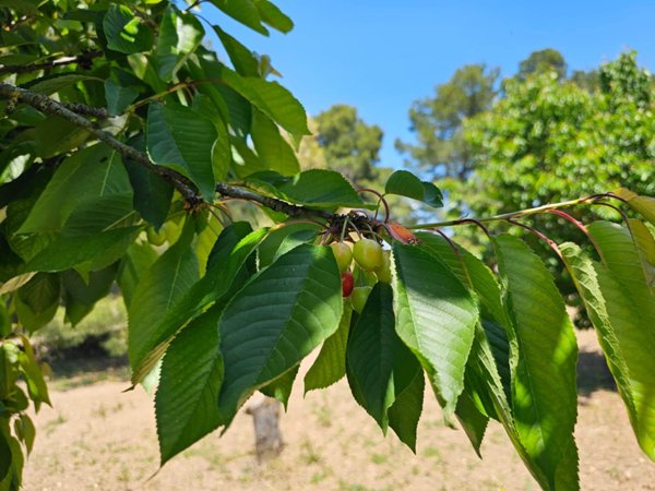 terreno agricolo in vendita ad Altamura