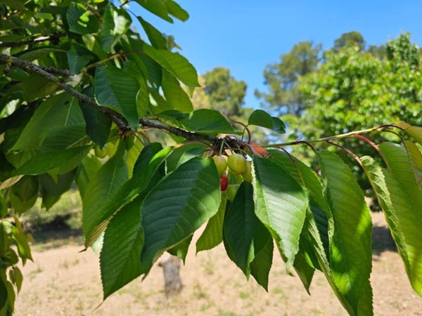terreno agricolo in vendita ad Altamura
