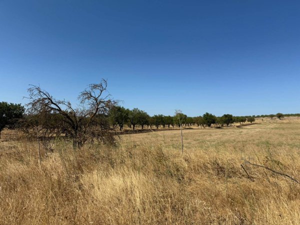 terreno agricolo in vendita ad Altamura