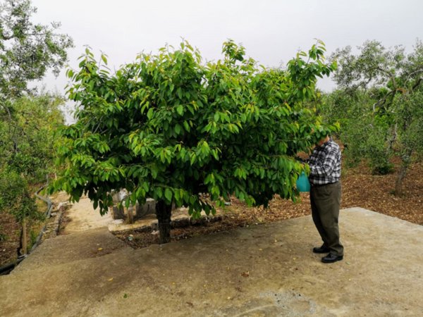 terreno agricolo in vendita a Bari