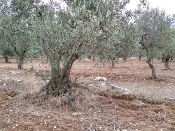 terreno agricolo in vendita a Bari in zona Ceglie del Campo