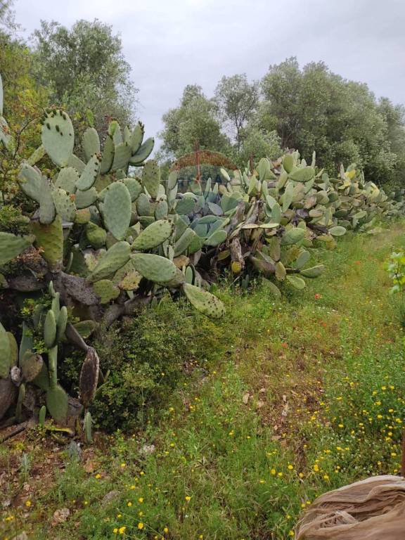 terreno agricolo in vendita a Bari in zona Ceglie del Campo