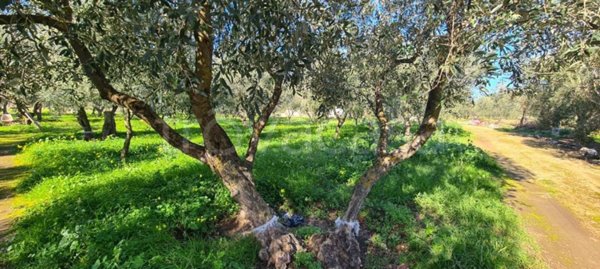 terreno agricolo in vendita a Bari in zona Palese/Macchie