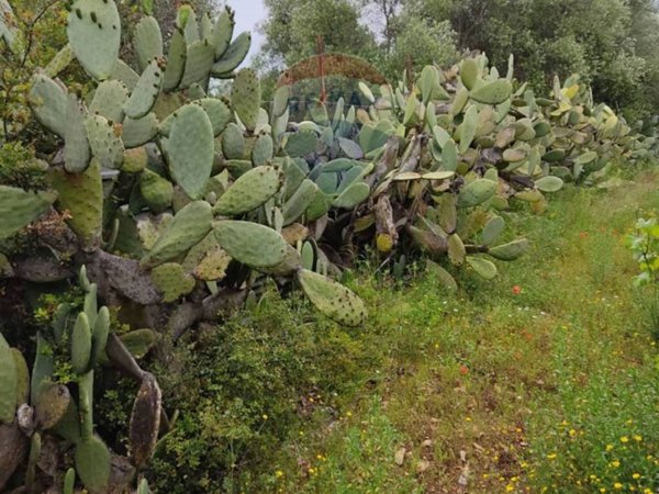 terreno agricolo in vendita a Bari in zona Ceglie del Campo