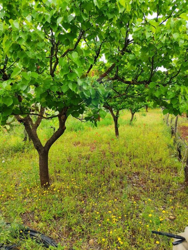 terreno agricolo in vendita a Bari in zona Ceglie del Campo