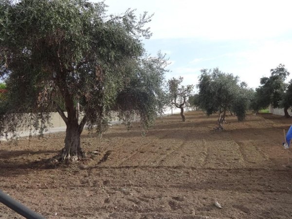 terreno agricolo in vendita a Bari in zona Carbonara