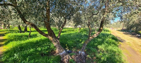 terreno agricolo in vendita a Bari in zona Santo Spirito
