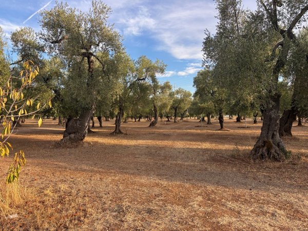 terreno agricolo in vendita a Bitetto