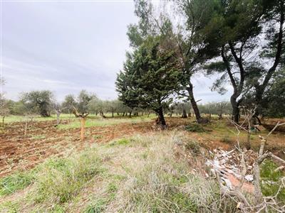 terreno agricolo in vendita a Bitonto