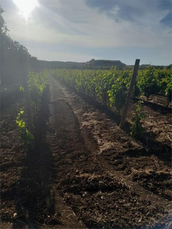 appartamento in vendita a Bitonto
