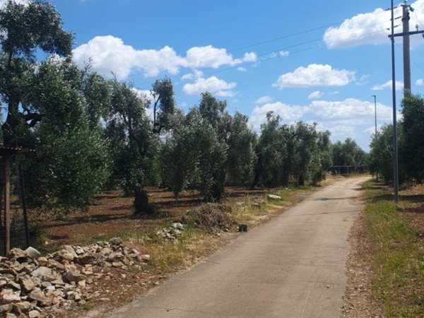 terreno agricolo in vendita a Bitonto in zona Palombaio