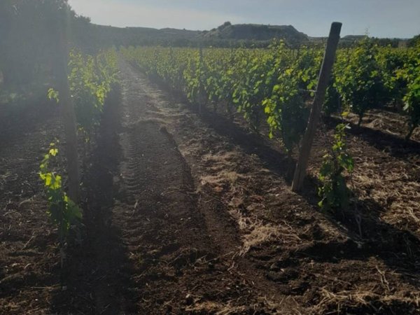 terreno agricolo in vendita a Bitonto