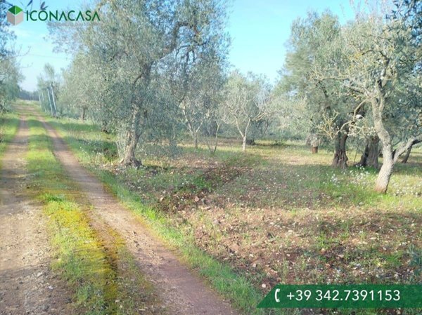 casa indipendente in vendita a Bitonto in zona Borgo Antico